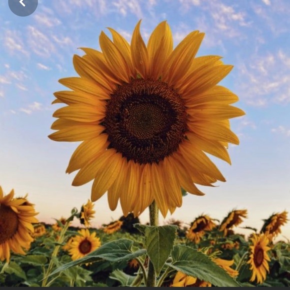 Meet your Posher, Anna - Picture 1 of 1